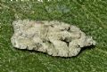 Acleris literana